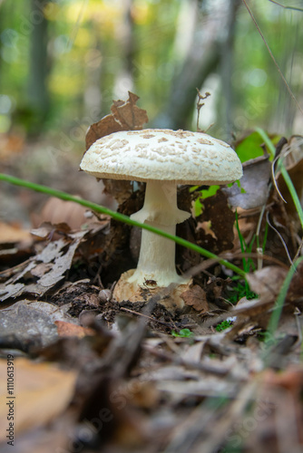 Amanita citrina (synonym Amanita mappa), commonly known as the false death cap or citron amanita