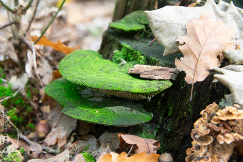 Tree fungus covered in moss, probably tinder. Tree fungi colonize trees and decompose wood