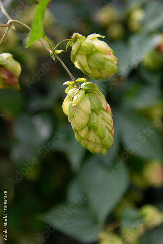 Humulus lupulus, the common hop or hops close up shot. Green fresh hop cones for making beer and bread close up, agricultural background