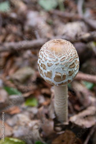 Macrolepiota procera, the parasol mushroom, close-up to head