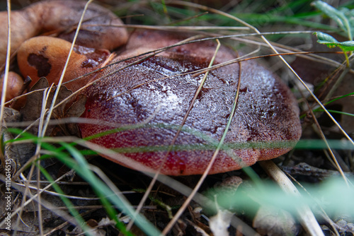 Fistulina hepatica, commonly known as the beefsteak fungus, beefsteak polypore, poor man’s steak, ox tongue, or tongue mushroom