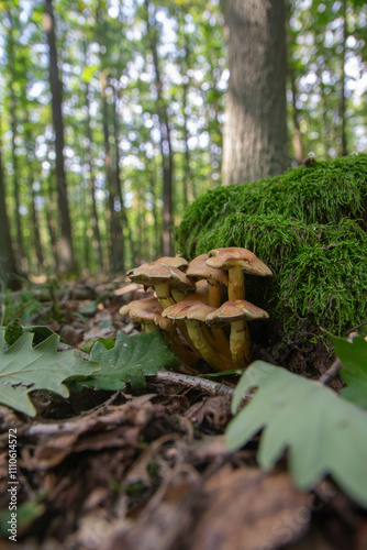 Hypholoma fasciculare the sulfur tuft or clustered woodlover mushroom beautiful yellow-orange toxic mushroom with greenish tones, growing in groups on rotten trunk