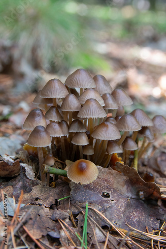 Mycena inclinata - Clustered Bonnet