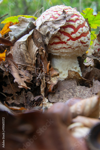Amanita muscaria, commonly known as the fly agaric or fly amanita