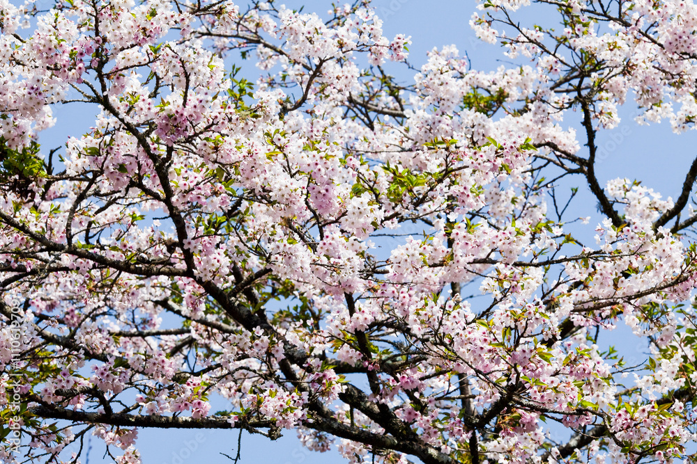 Beautiful cherry blossoms bloom in the Alishan Forest Recreation Area in Chiayi, Taiwan. Beautiful cherry blossoms bloom in the Alishan Forest Recreation Area in Chiayi, Taiwan.