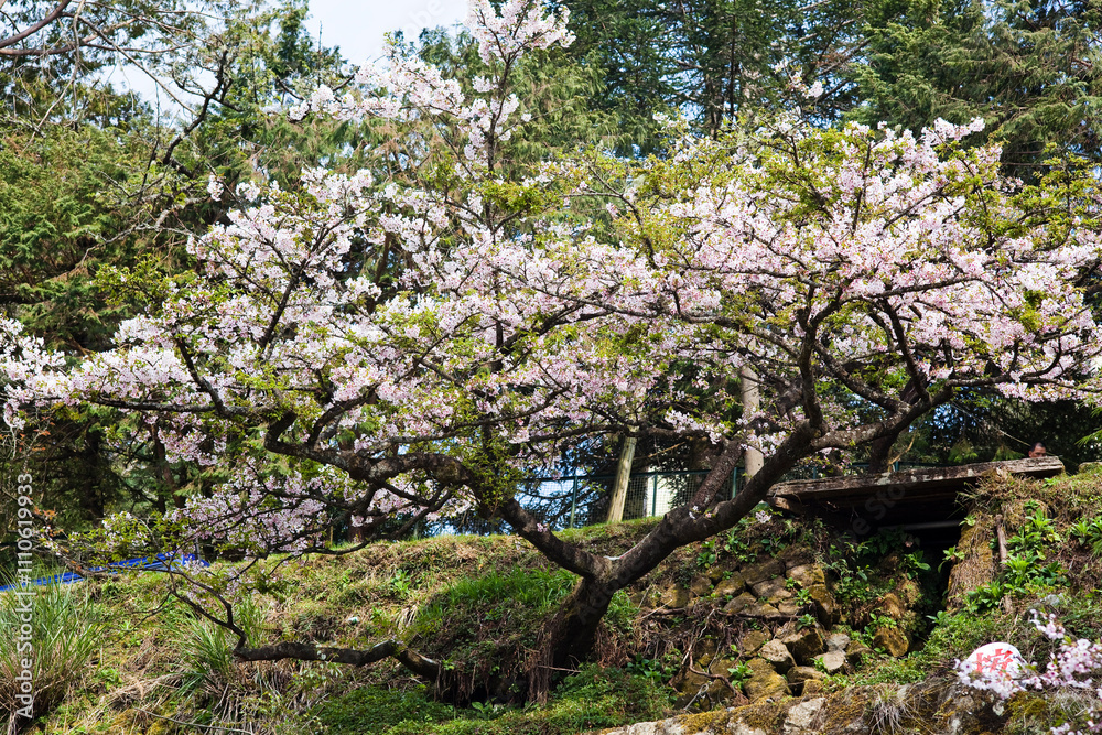 Beautiful cherry blossoms bloom in the Alishan Forest Recreation Area in Chiayi, Taiwan.