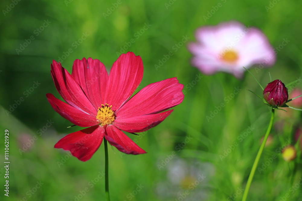 Obraz premium 秋風に揺れて咲く