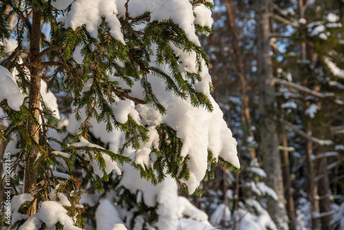 Green spruce needles peek out beneath a heavy coating of soft, white snow. A whimsical winter scene with snow-laden spruce branches, evoking a Christmas wonderland.