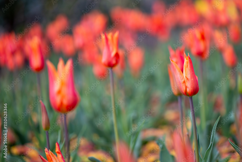 Vibrant Orange Tulips Blooming in a Sunlit Field During Spring Season Vibrant Orange Tulips Blooming in a Sunlit Field During Spring Season