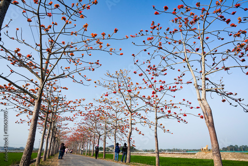 Beautiful view of Linchupi Kapok Road(Bombax Ceiba) in Baihe of Tainan, Taiwan. photo