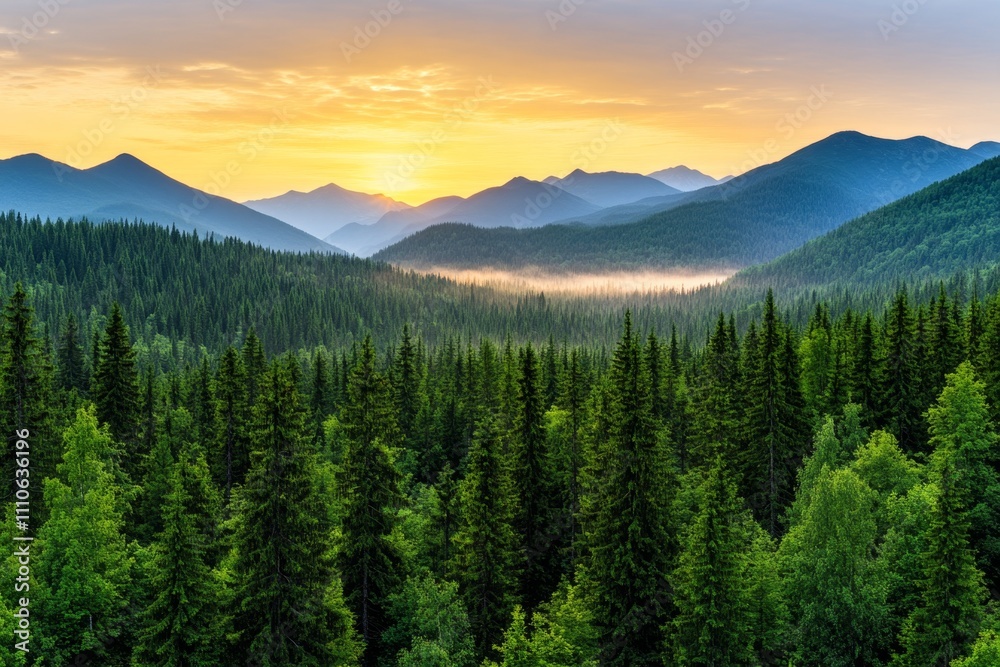 Fototapeta premium A panoramic shot of a thick fog bank hanging low over a pine forest at sunrise