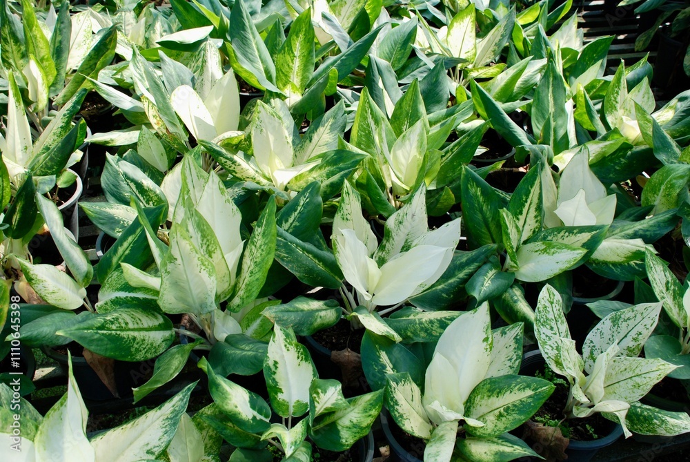 Obraz premium Full frame photo of green ornamental plants aglaonema or Chinese evergreens. Natural wallpaper of aglaonema under direct sunlight