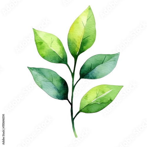 Watercolor illustration of green leaves on a white isolated background.