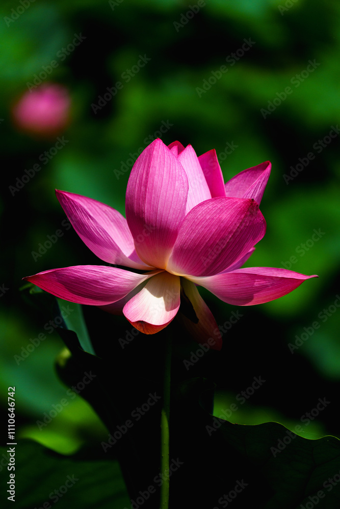 Chinese beauty: Pink lotus flower blooming in sunlight with green leaf Chinese beauty: Pink lotus flower blooming in sunlight with green leaf