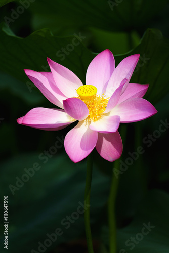 Chinese beauty: Pink lotus flower blooming in sunlight with green leaf