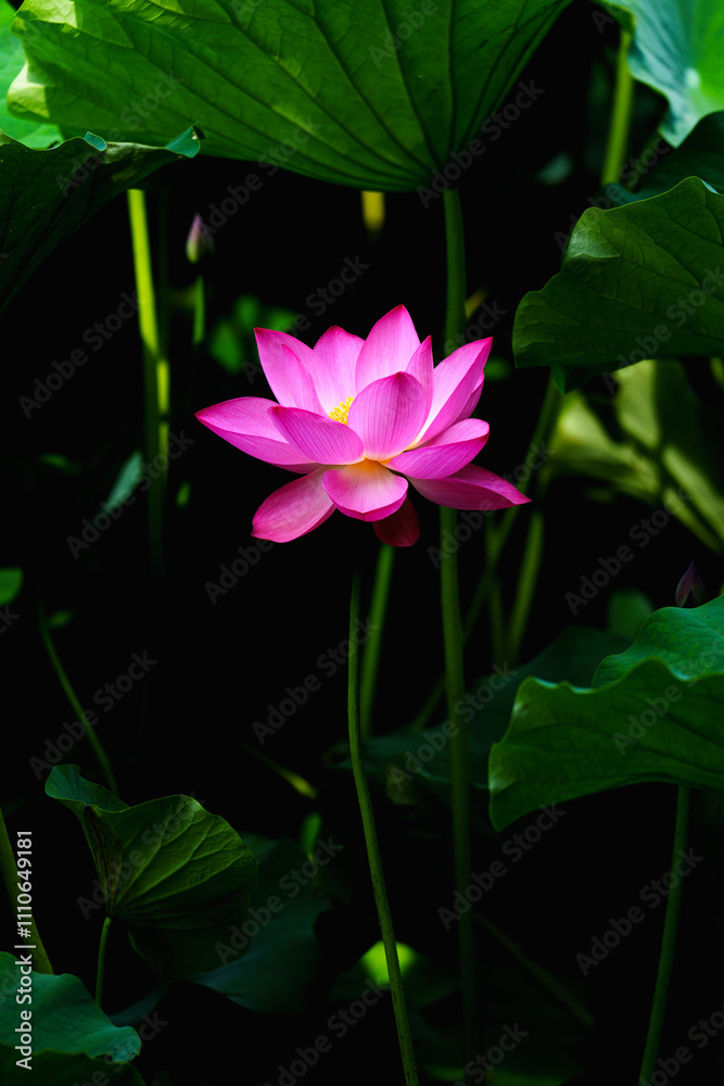 Chinese beauty: Pink lotus flower blooming in sunlight with green leaf Chinese beauty: Pink lotus flower blooming in sunlight with green leaf