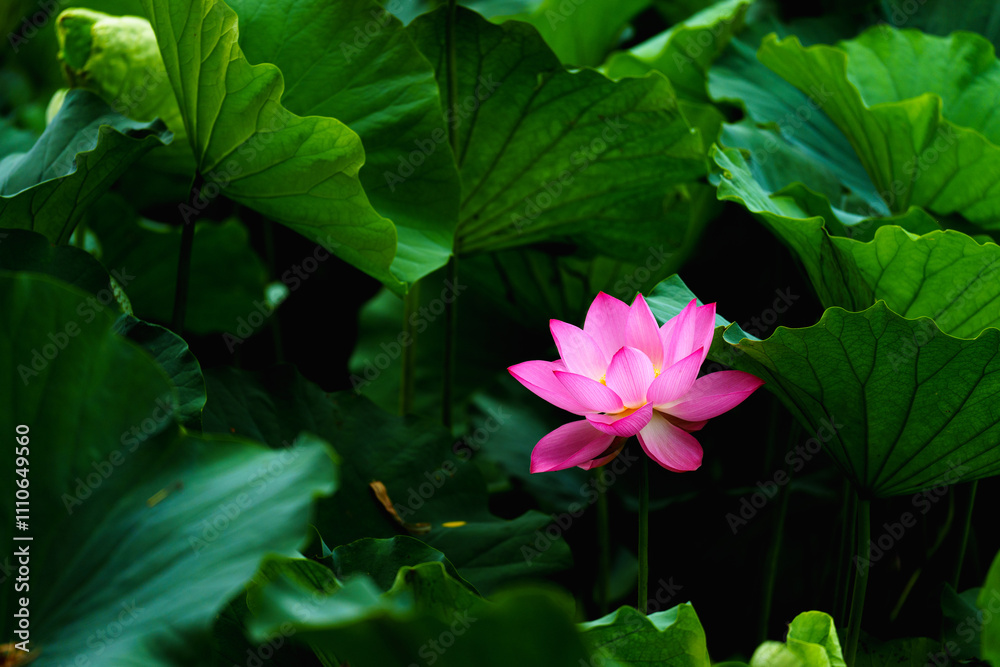 Chinese beauty: Pink lotus flower blooming in sunlight with green leaf Chinese beauty: Pink lotus flower blooming in sunlight with green leaf