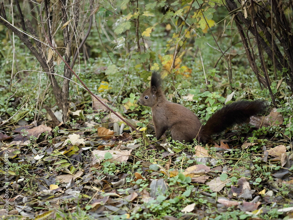 Fototapeta premium side view of a squirrel