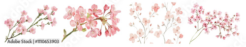 A watercolor-style cherry blossom clipart, transparent cherry blossom vector.