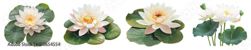 A beautiful lotus flower clipart with soft pink and white petals, transparent , vector , design