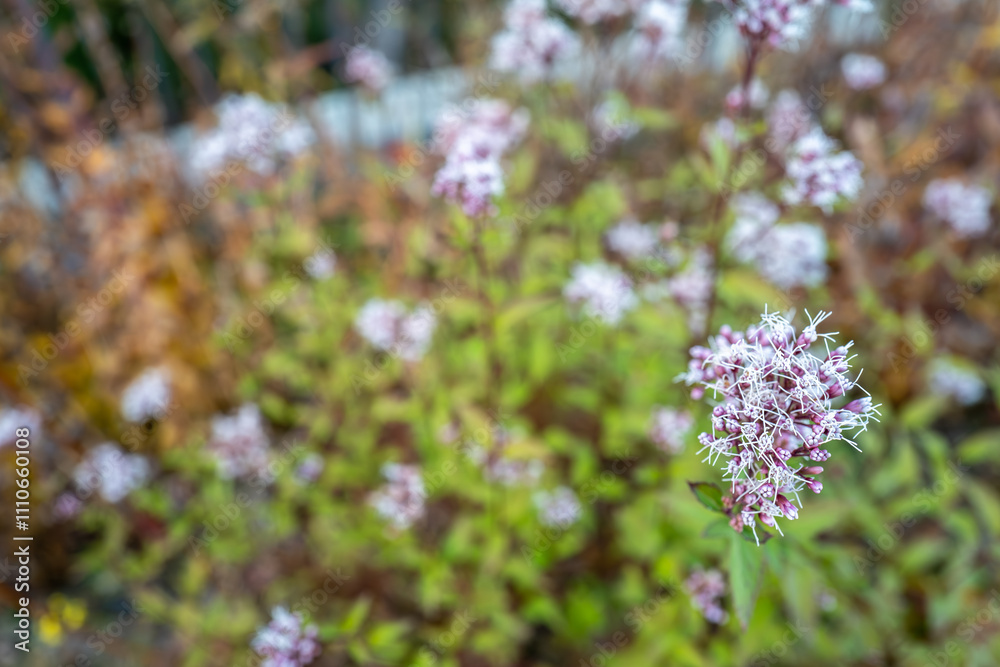 花壇で美しく咲くフジバカマの花、Thoroughwort、Boneset 、fragrant eupatorium 花壇で美しく咲くフジバカマの花、Thoroughwort、Boneset 、fragrant eupatorium