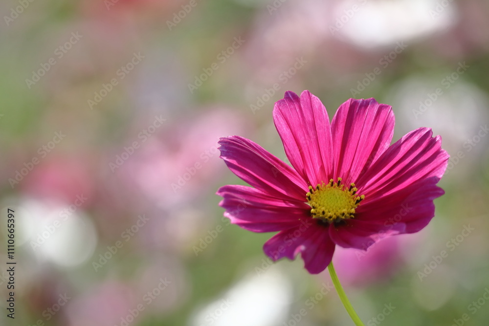 Fototapeta premium 秋風に揺れて咲く