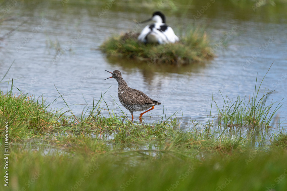 Avocette élégante, Recurvirostra avosetta, Pied Avocet, nid, Chevalier gambette, Tringa totanus, Common Redshank Avocette élégante, Recurvirostra avosetta, Pied Avocet, nid, Chevalier gambette, Tringa totanus, Common Redshank