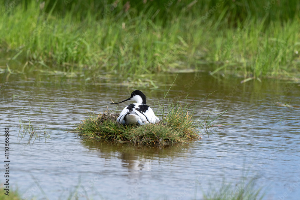 Avocette élégante, Recurvirostra avosetta, Pied Avocet, nid Avocette élégante, Recurvirostra avosetta, Pied Avocet, nid