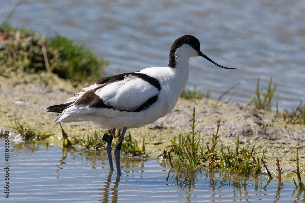 Avocette élégante, Recurvirostra avosetta, Pied Avocet, Avocette élégante, Recurvirostra avosetta, Pied Avocet,