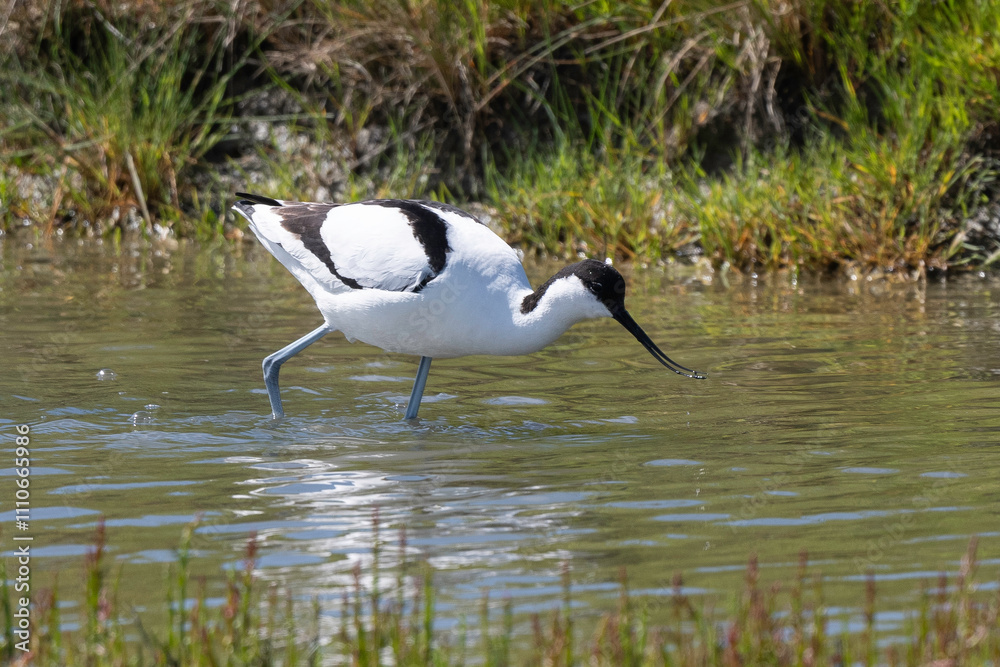 Avocette élégante, Recurvirostra avosetta, Pied Avocet, Avocette élégante, Recurvirostra avosetta, Pied Avocet,