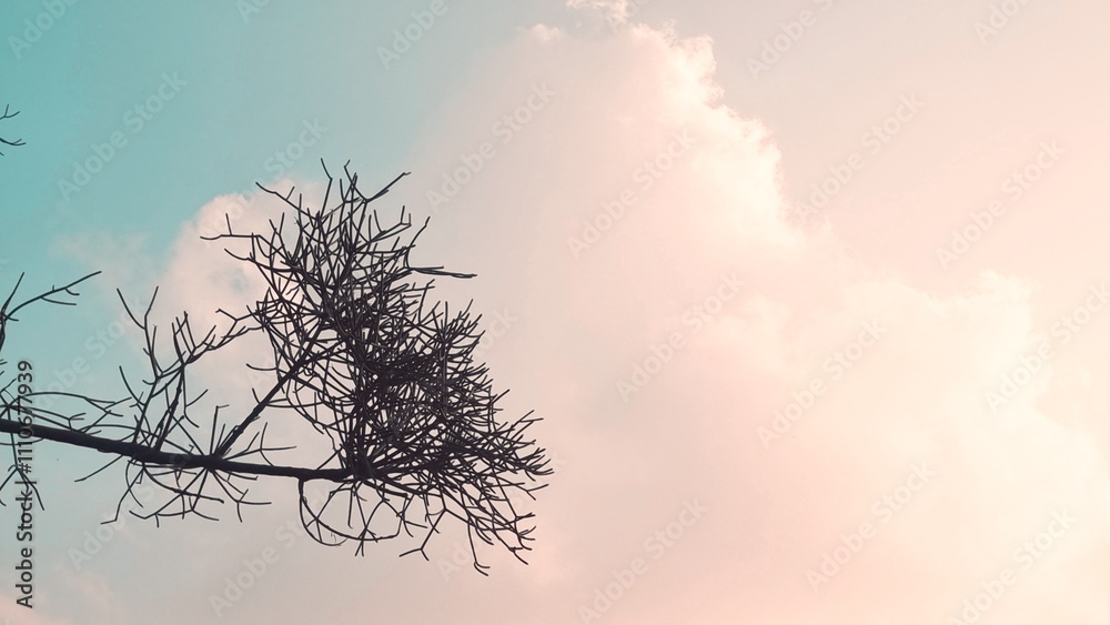 Fototapeta premium Silhouette of bare tree branch with no leaves in the colorful clouds sky sunset background