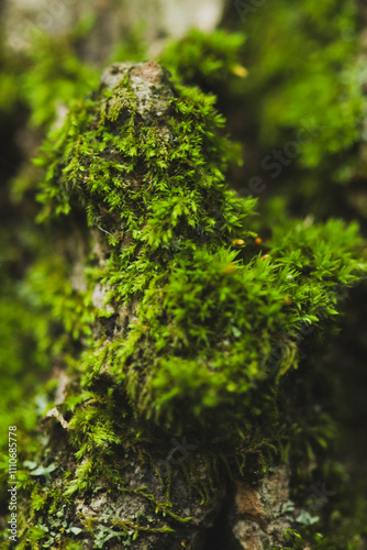 Macro photograph of moss growing on top the bark of a tree.