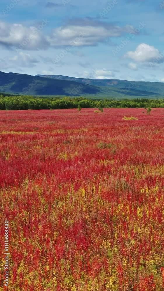 Flying over blooming flowers Ivan tea or Willow-herb on Kamchatka peninsula. Vertical video Flying over blooming flowers Ivan tea or Willow-herb on Kamchatka peninsula. Vertical video