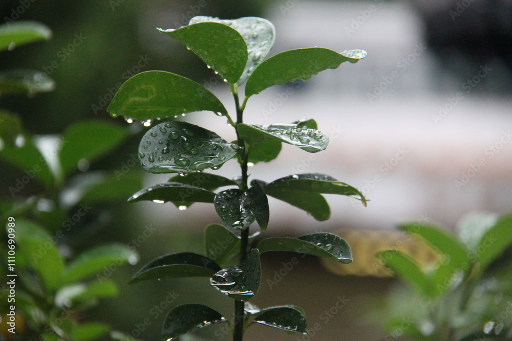 Fototapeta premium Water droplets on the leaves of a bush in the garden.