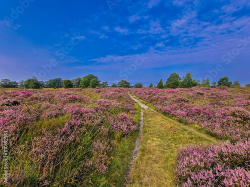 Summer landscape Balloërveld with flowering heather and unpaved walking path to infinity with some birch trees and oak trees on the horizon against a blue sky with light cloud cover photo