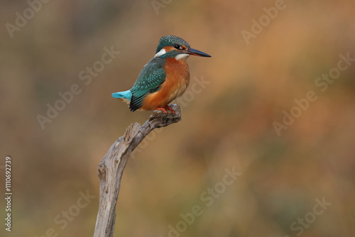 Juvenile or adult female common kingfisher (alcedo atthis) perching on a branch photo