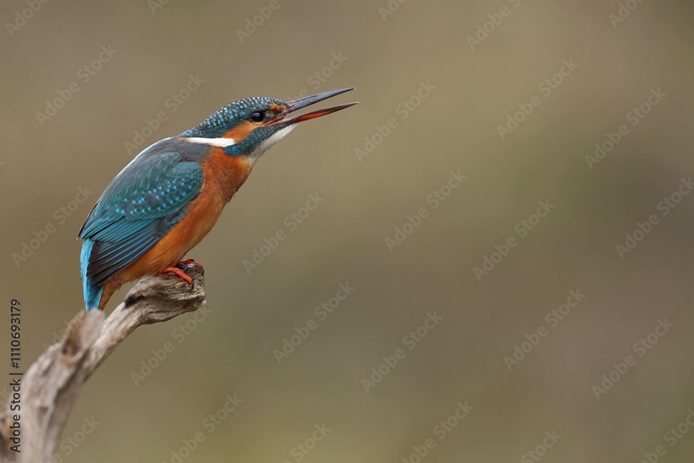 Fototapeta premium Juvenile or adult female common kingfisher (alcedo atthis) open its beak