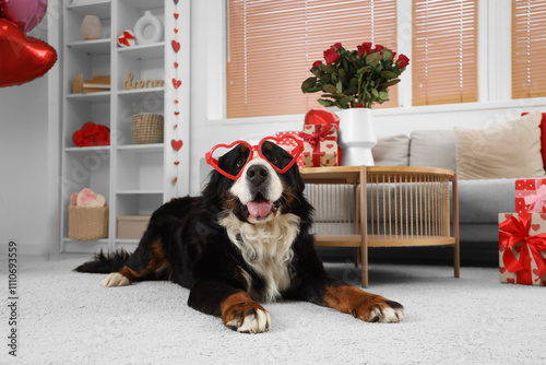 Bernese Mountain dog with h...