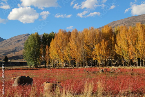 golden poplar and red grassland against blue sky with white clouds  aocheng, China  Red Grassland in Daocheng, Ganzi Prefecture, Sichuan province, China. photo