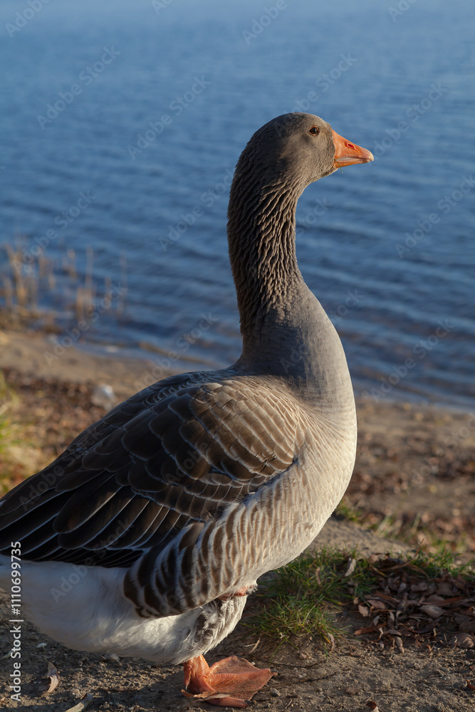 A male of domestic goose on the shore. A male of domestic goose on the shore.