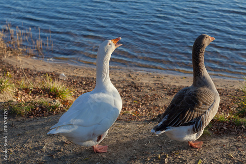 A pair of domestic goose on the beach.