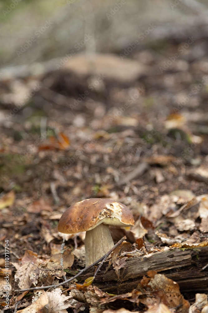 Fototapeta premium Cèpes de Bordeaux cueillette champignons d'automne dans les Vosges en forêt