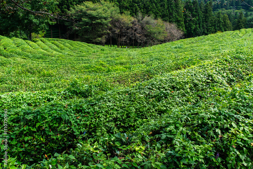 high-angle view of the green tea farm on the mountain high-angle view of the green tea farm on the mountain