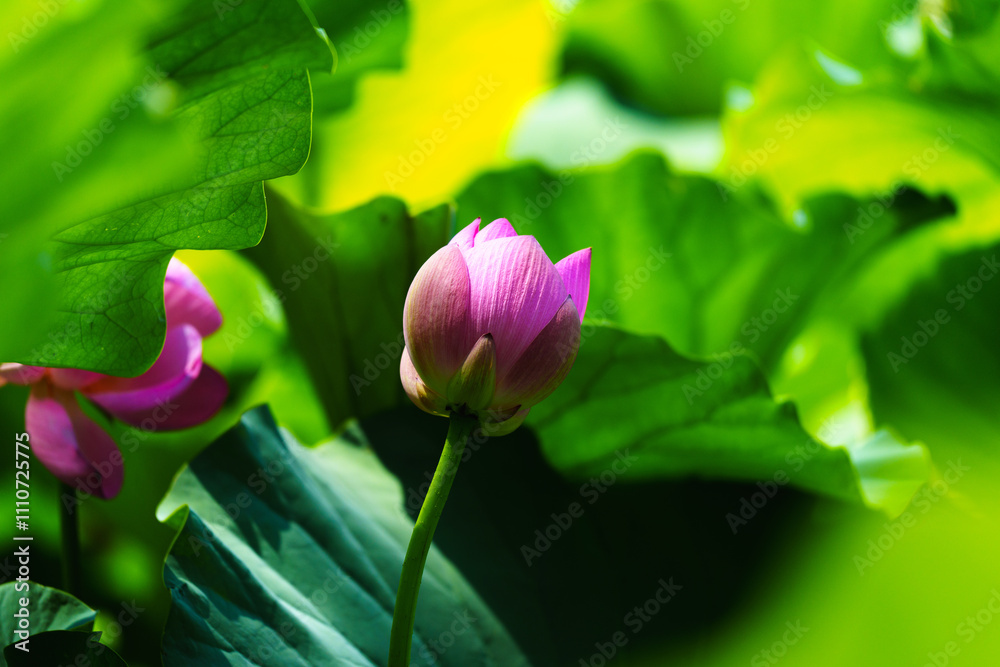 Chinese beauty: Pink lotus bud in sunlight with green leaf Chinese beauty: Pink lotus bud in sunlight with green leaf