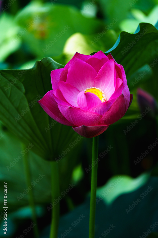 Fototapeta premium Chinese beauty: Pink lotus bud in sunlight with green leaf