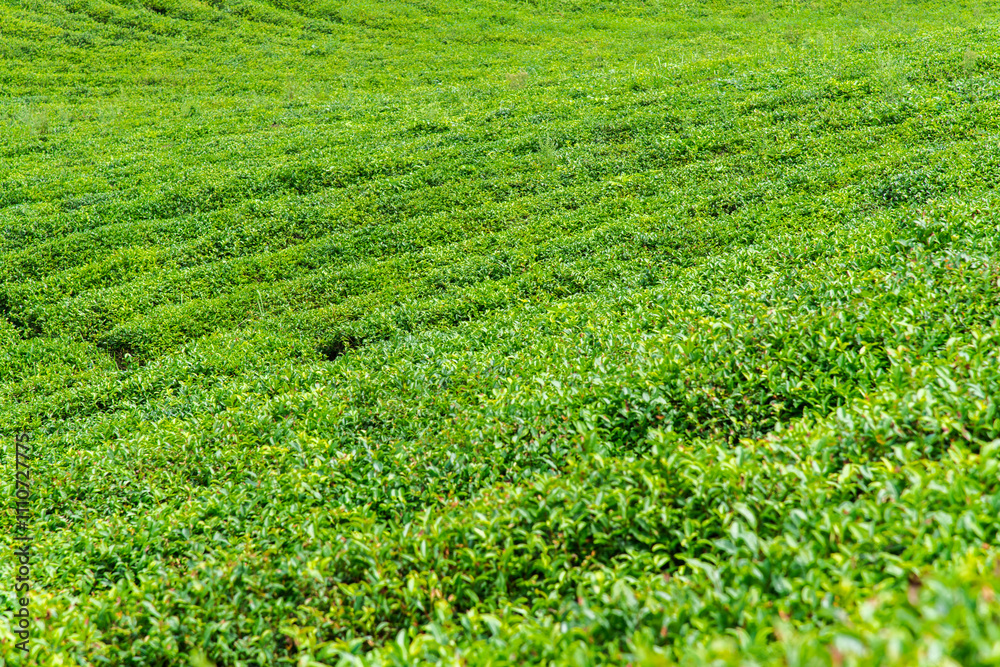 high-angle view of the green tea farm on the mountain high-angle view of the green tea farm on the mountain