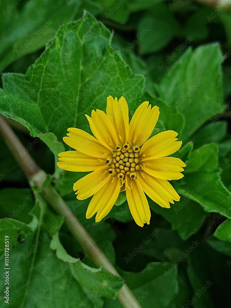 Beautiful yellow flowering wild plants Beautiful yellow flowering wild plants