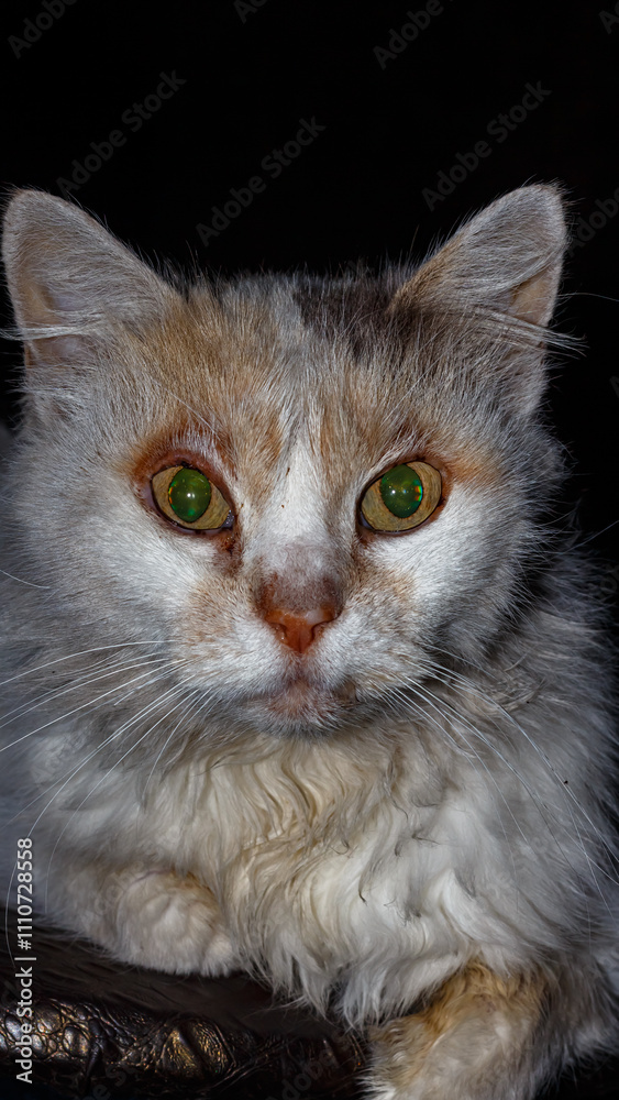 Portrait of a white domestic cat Portrait of a white domestic cat