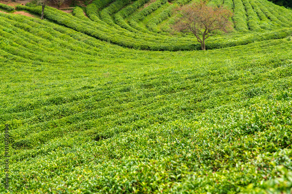 high-angle view of the green tea farm on the mountain high-angle view of the green tea farm on the mountain