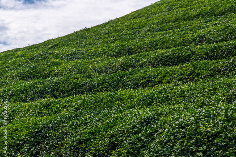 low-angle view of the green tea farm on the mountain